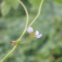 Calopogonium mucunoides Desv.